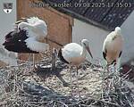Capi_Dubne_20250809_173503.jpg