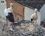 Capi_Dubne_20250809_174003.jpg