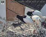 Capi_Dubne_20250809_175003.jpg