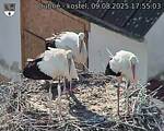 Capi_Dubne_20250809_175503.jpg