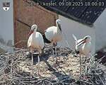 Capi_Dubne_20250809_180003.jpg