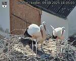 Capi_Dubne_20250809_180503.jpg