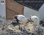 Capi_Dubne_20250809_181003.jpg