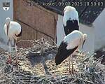 Capi_Dubne_20250809_185003.jpg
