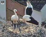 Capi_Dubne_20250809_185503.jpg