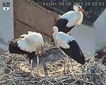 Capi_Dubne_20250809_190003.jpg