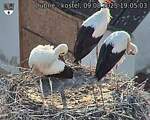 Capi_Dubne_20250809_190503.jpg