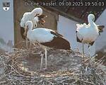 Capi_Dubne_20250809_195003.jpg