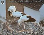 Capi_Dubne_20250809_195503.jpg