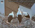 Capi_Dubne_20250809_200003.jpg