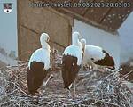 Capi_Dubne_20250809_200503.jpg