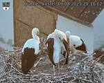 Capi_Dubne_20250809_201002.jpg