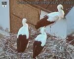 Capi_Dubne_20250809_201503.jpg