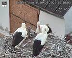 Capi_Dubne_20250809_203003.jpg