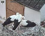 Capi_Dubne_20250809_204003.jpg