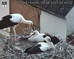 Capi_Dubne_20250809_204502.jpg