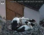 Capi_Dubne_20250809_205003.jpg