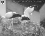 Capi_Dubne_20250809_205502.jpg
