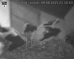 Capi_Dubne_20250809_211003.jpg