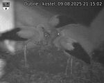 Capi_Dubne_20250809_211502.jpg