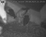 Capi_Dubne_20250809_212503.jpg