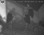 Capi_Dubne_20250809_213002.jpg