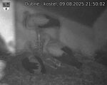 Capi_Dubne_20250809_215002.jpg