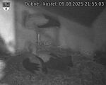 Capi_Dubne_20250809_215503.jpg