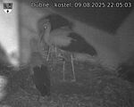 Capi_Dubne_20250809_220503.jpg
