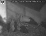 Capi_Dubne_20250809_221002.jpg
