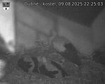 Capi_Dubne_20250809_222503.jpg