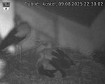 Capi_Dubne_20250809_223002.jpg