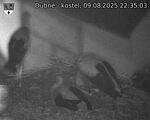 Capi_Dubne_20250809_223503.jpg