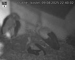 Capi_Dubne_20250809_224002.jpg