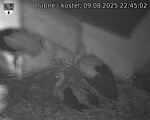 Capi_Dubne_20250809_224502.jpg