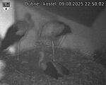 Capi_Dubne_20250809_225002.jpg