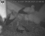 Capi_Dubne_20250809_230002.jpg