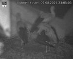 Capi_Dubne_20250809_230503.jpg