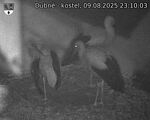Capi_Dubne_20250809_231003.jpg