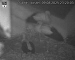 Capi_Dubne_20250809_232003.jpg