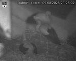 Capi_Dubne_20250809_232502.jpg