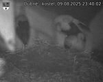 Capi_Dubne_20250809_234002.jpg