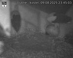 Capi_Dubne_20250809_234503.jpg