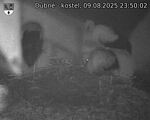 Capi_Dubne_20250809_235002.jpg