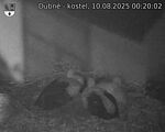 Capi_Dubne_20250810_002002.jpg