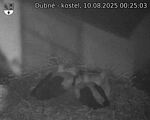 Capi_Dubne_20250810_002503.jpg