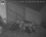 Capi_Dubne_20250810_003002.jpg