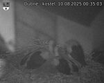 Capi_Dubne_20250810_003503.jpg