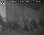 Capi_Dubne_20250810_004002.jpg