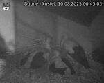 Capi_Dubne_20250810_004503.jpg